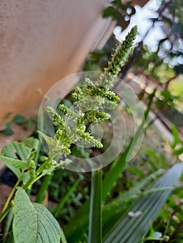 Green amarnath plant