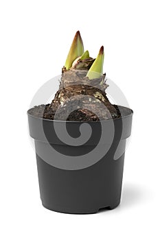 Green amaryllis bulb with buds in pot close up on white background