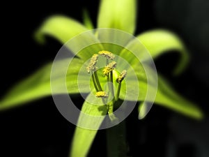 Green Amaryllis for the Holidays