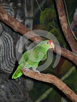 Green Amazon Parrot