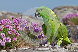 Verde amazzonia pappagallo 