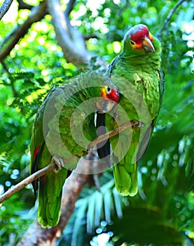 Green amazon parrots