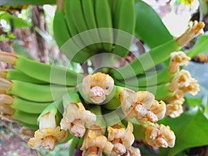 green ambon banana flower crown, indonesia