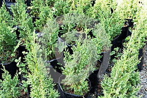 Green american arborvitae in a polythene pot