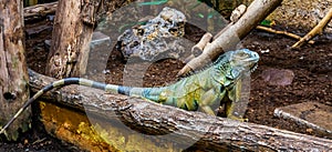 Green american iguana in closeup, popular tropical reptile specie from America