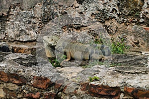 Green American Iguana sitting among the rocks