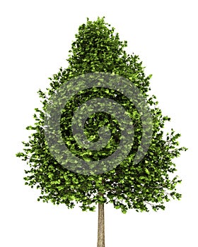 Green american sweetgum tree isolated on white photo