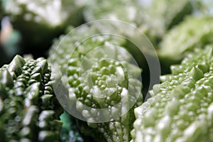 Green Ampalaya vegetables backgrounds and textures