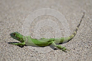 Green Amphibian