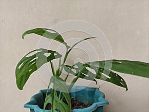 green amydrium in a pot