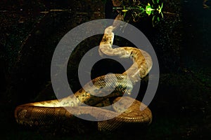 Green anaconda in the dark water, underwater photography, big snake in the nature river habitat, Pantanal, Brazil