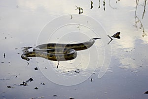 Green Anaconda, eunectes murinus, Adult standing in Water, Los Lianos in Venezuela