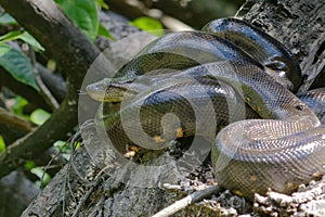 Green Anaconda - Eunectes murinus - Cuyabeno Wildlife Reserve, Amazonia, Ecuador