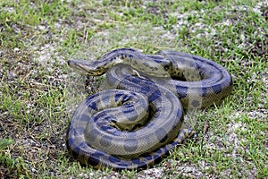 Green Anaconda, eunectes murinus, Los Lianos in Venezuela photo