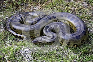 Green Anaconda, eunectes murinus, Los Lianos in Venezuela