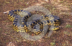 Green Anaconda, eunectes murinus, Pantanal in Brazil