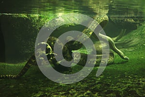 Green anaconda (Eunectes murinus) photo