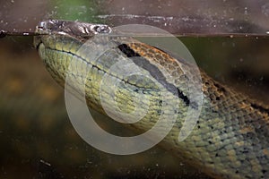 Green anaconda Eunectes murinus. photo