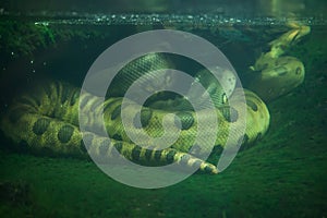 Green anaconda (Eunectes murinus).