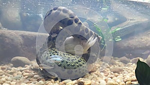 Green Anaconda in Trivandrum zoo , kerala Trivandrum photo