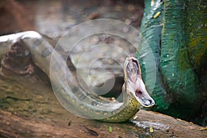 Green anaconda opens mouth