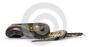 Green Anaconda snake on white