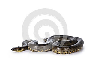 Green Anaconda snake on white