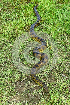 Green anaconda (Eunectes murinus) photo