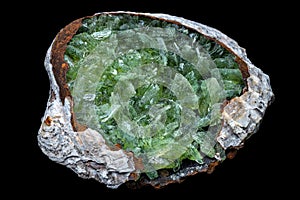 Green anapaite crystals in a fossilized seashell