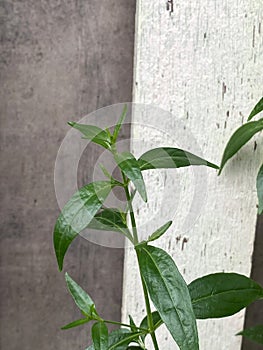 green Andrographis paniculata leaves on a white background