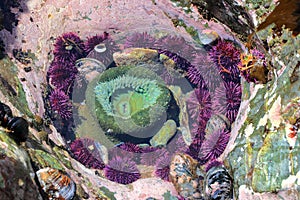 Green Anemone, Anthopleura xanthogrammica, and Purple Sea Urchin, Strongylocentrotus purpuratus, Vancouver Island, BC, Canada