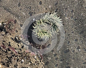 Green anemone found in tides pools Haystack Rock in Cannon Beach