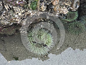 Green anemone found in tides pools Haystack Rock in Cannon Beach