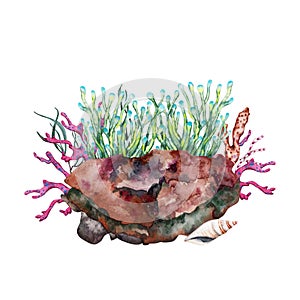 Green anemone growing over reef rock with corals and seaweed. Hand drawn watercolor illustration. Tropical underwater collection