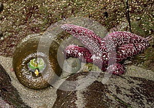 Green anemone and purple sea star