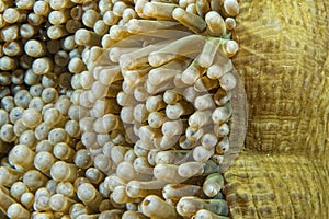 Green anemone tentacles detail