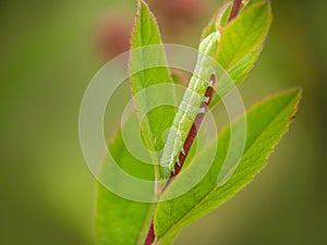 Green Angle shades aka Phlogophora meticulosa moth caterpillar.