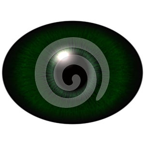 Green animal eye with large pupil and bright retina in background. Dark green iris photo