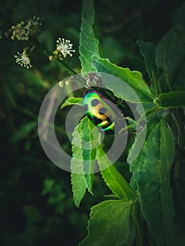 green animal insect leaf flower invertebrate nature jungle wildlife plant yellow branch arthropod tree amphibian produce