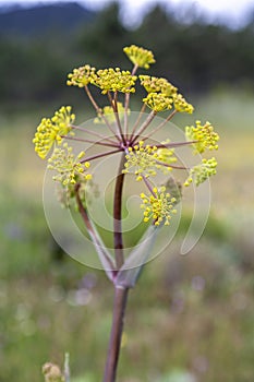 Green anise plant, pimpinella anisum,  in bloom in a field in the background of green color.