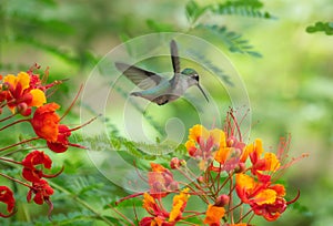 Hummingbird hovering over a group of bright flowers