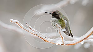 Green annas hummingbird in profile on an ice coated twig in winter