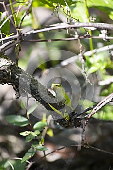 Green Anole