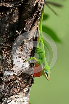 Green anole