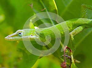 Green Anole