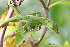 Green Anole