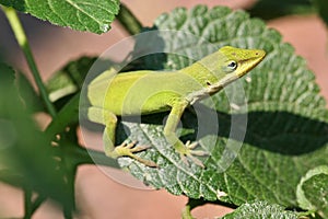 Green Anole