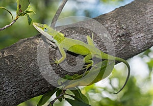 Green Anole