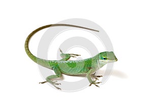 Green Anole