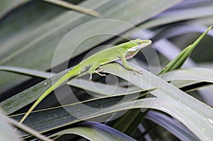 Green Anole American Chameleon lizard